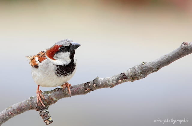 moineau (male)