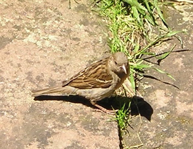 Moineau sur notre terrasse