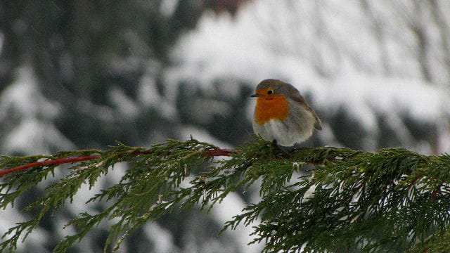 Mon ami le rouge gorge