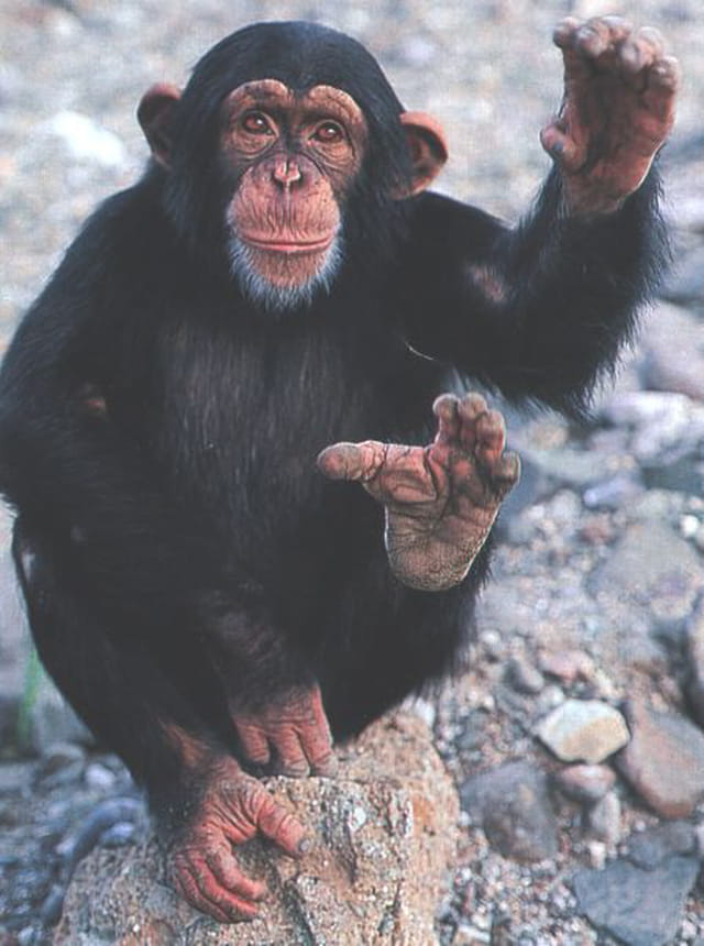 Mon animal préféré