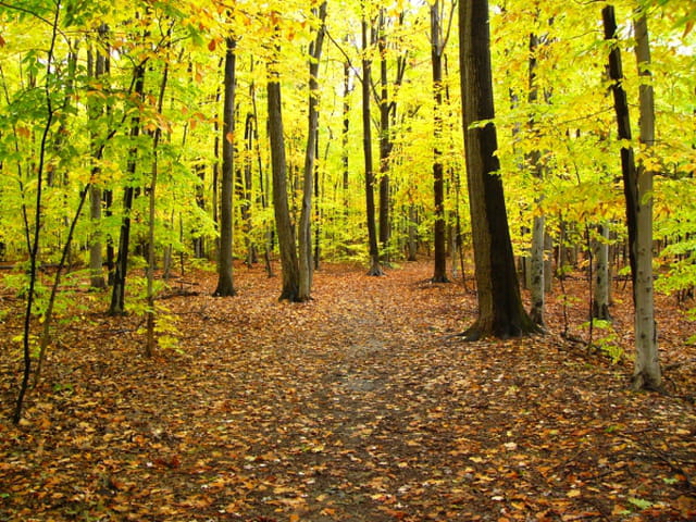 Mon automne