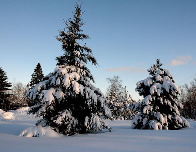 Mon beau sapin