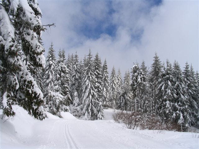 Mon beau sapin