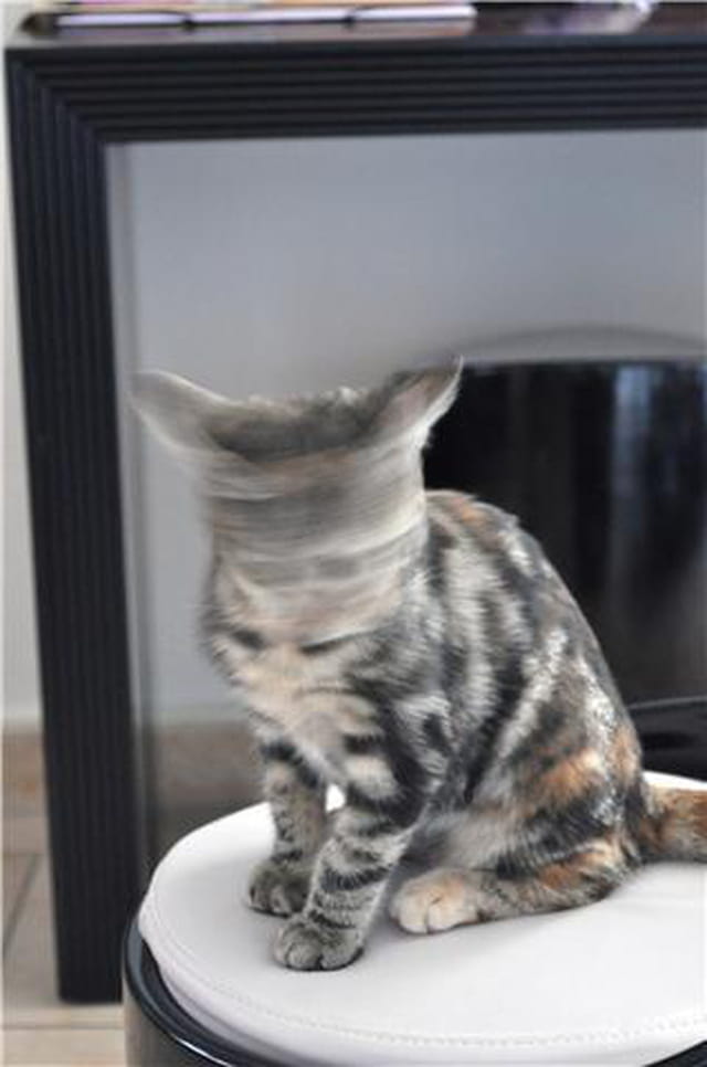 Mon chaton adoré