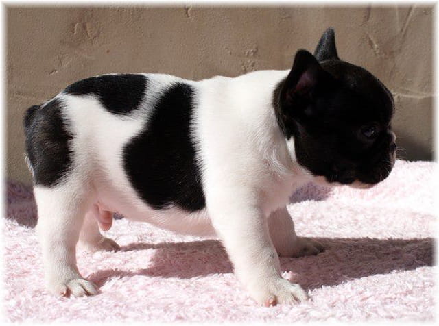 mon petit Bouli 6 semaines