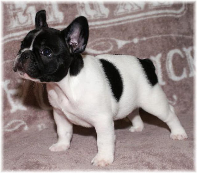 mon petit Bouli 8 semaines