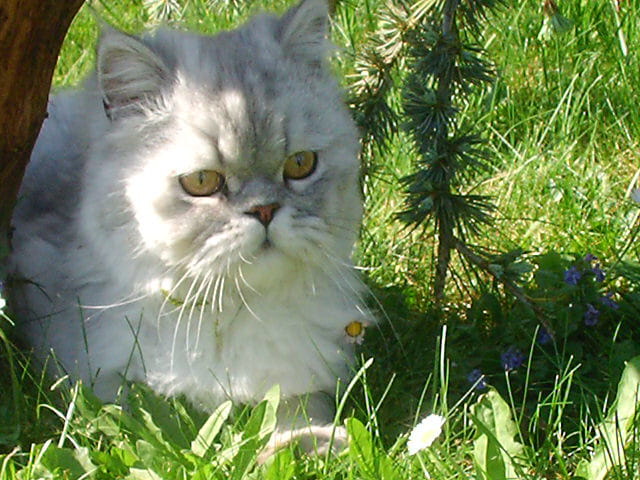 MON PETIT LION