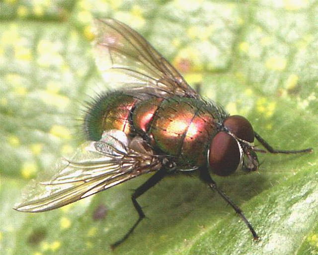 Mouche rouge