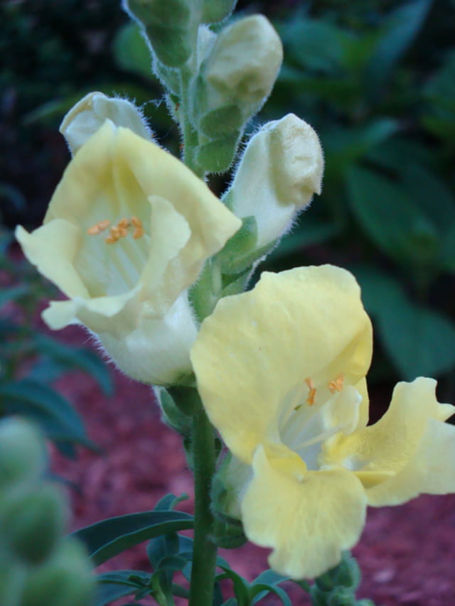 Antirrhinum "jaune"