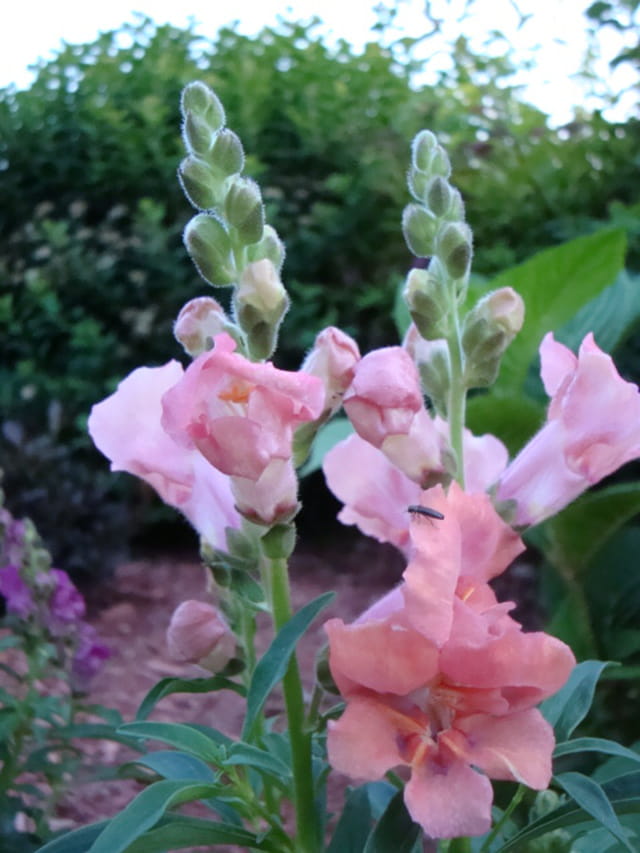 Muflier rose