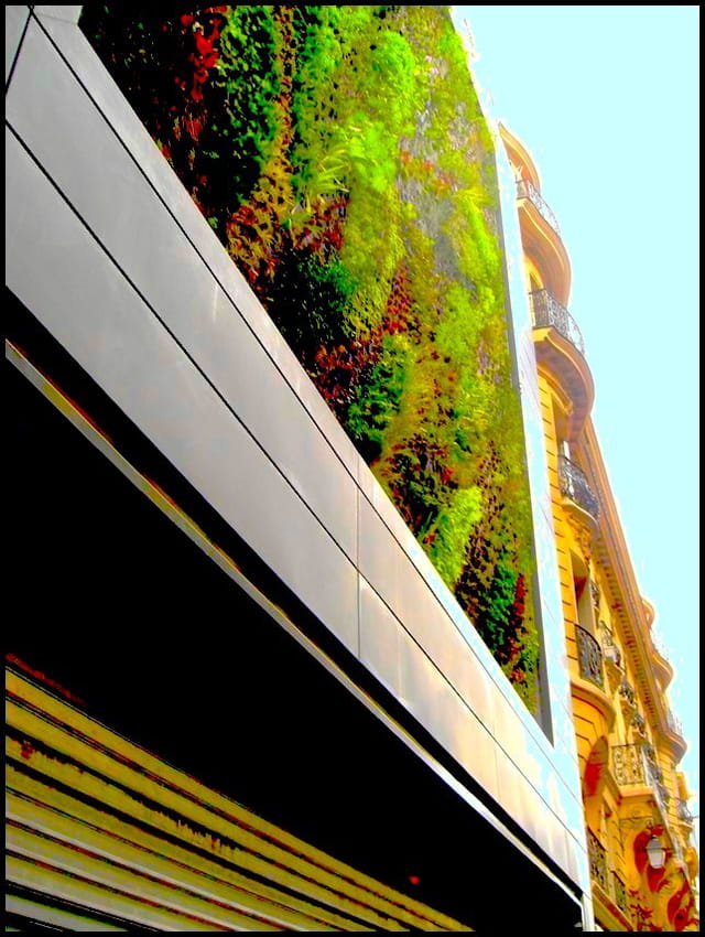 mur végétal stabilisé mur v 233 g 233 tal immeuble haussmannien par yvette gogue sur l mur végétal stabilisé mur v 233 g 233 tal immeuble haussmannien par yvette gogue sur l