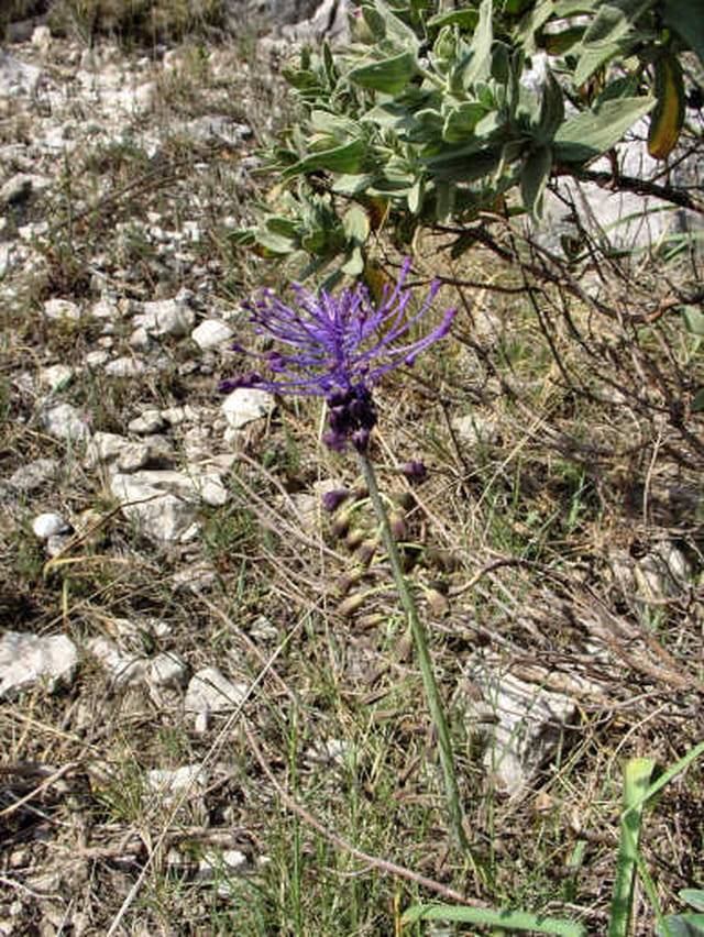 Muscari à toupet