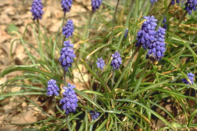 Muscari grappe