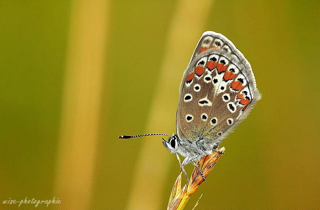 my butterfly !!!