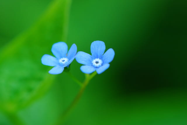 Myosotis