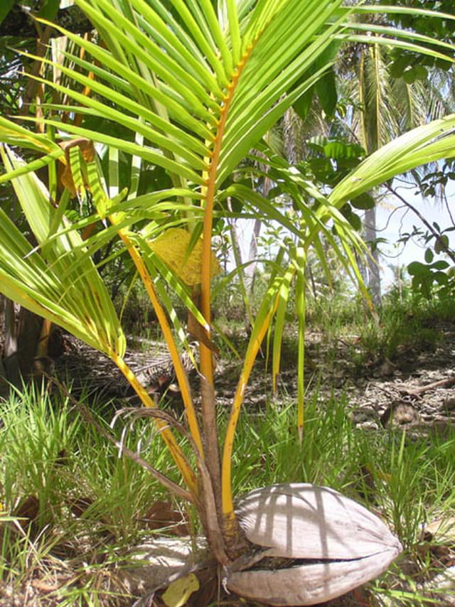 Naissance d'un cocotier