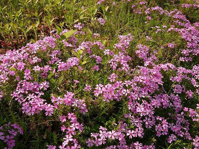 Naissance d'une fleur sauvage