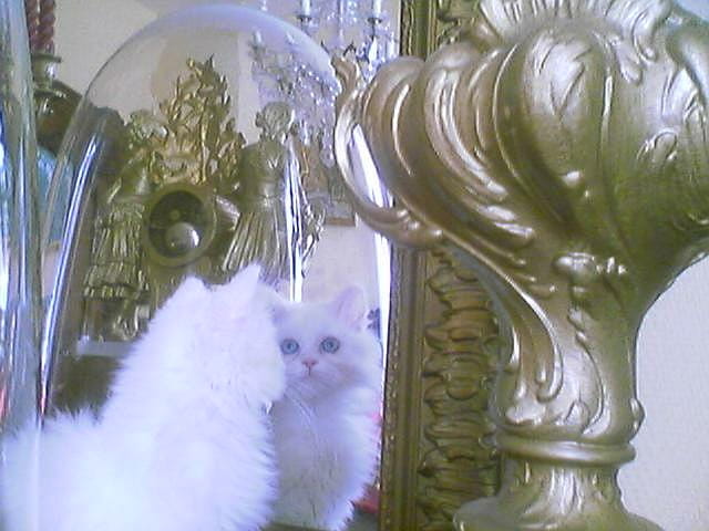 Narcisse ou le chat beauté !