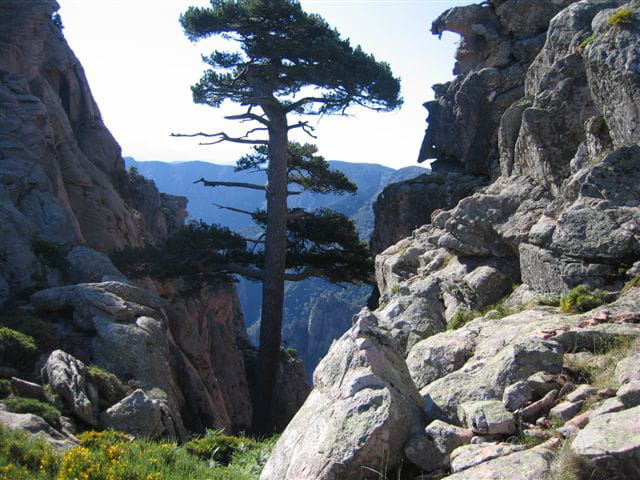 Nature