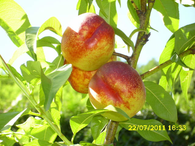 Nectarines jaunes