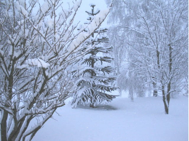 Neige