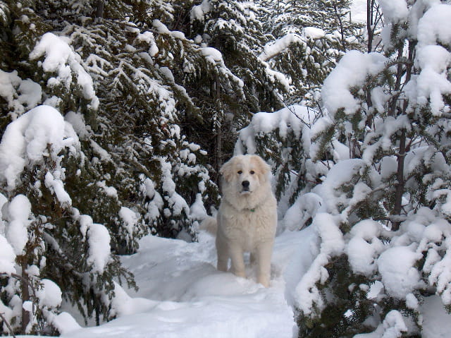 Neige dans la neige