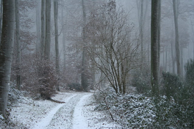 Neige et brouillard