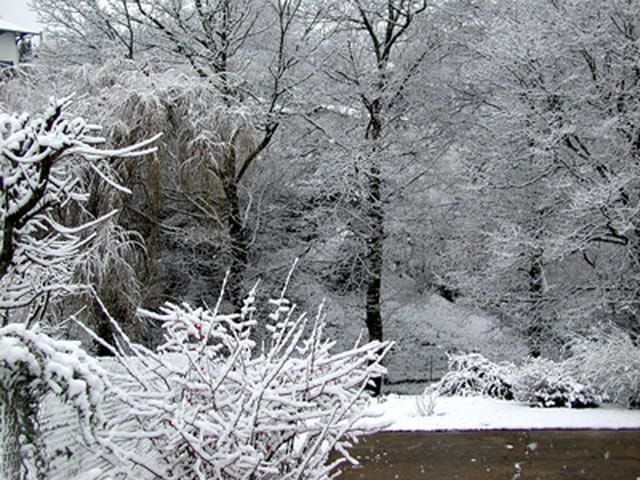 Neige et fôret