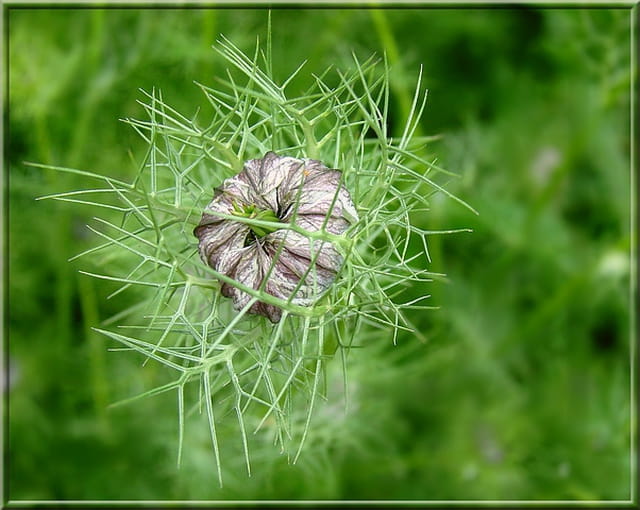 Nigelle de Damas