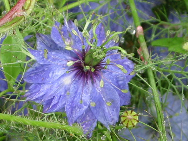 Nigelle de damas