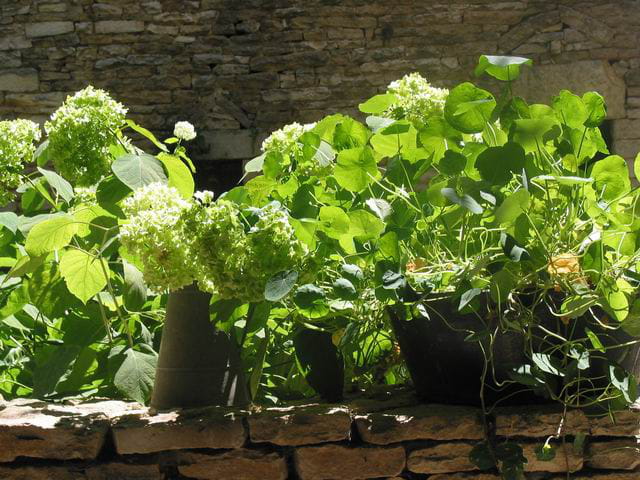 Océan de verdure