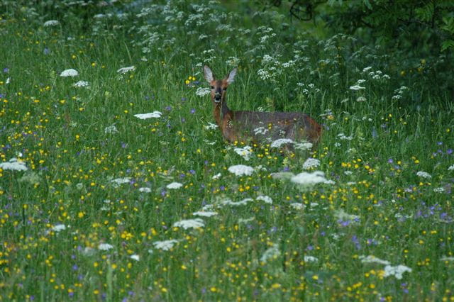 Oeil de biche