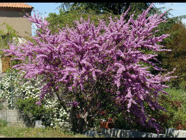 Oh!la belle rose!