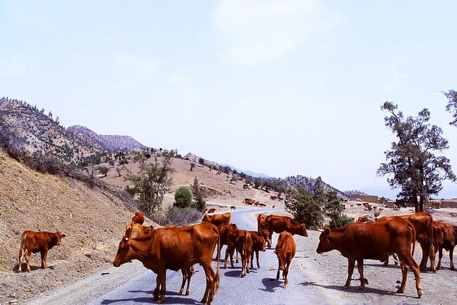 Oh la vache, une manif...