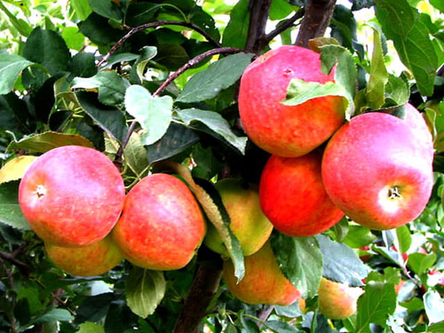 Oh les belles pommes !