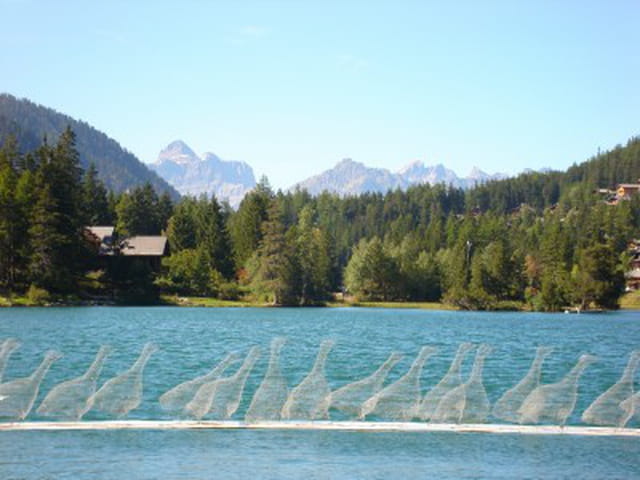 Oies sur le lac
