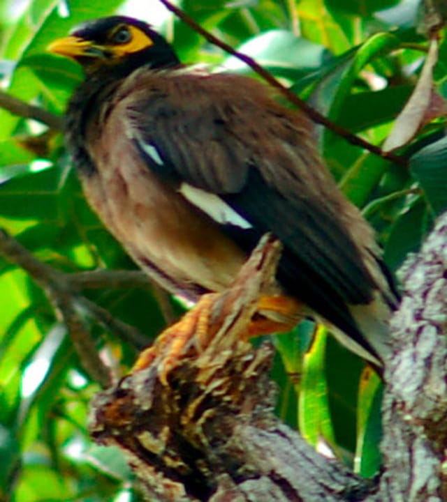 Oiseau mahorais à bec jaune