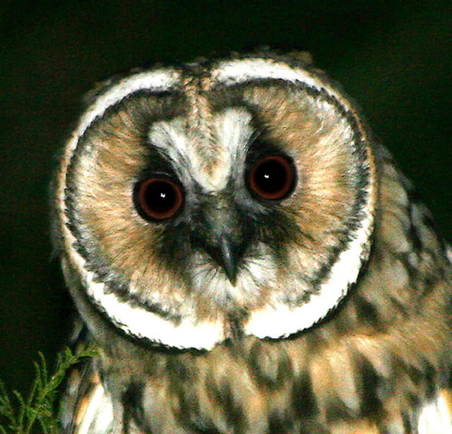 Oiseaux