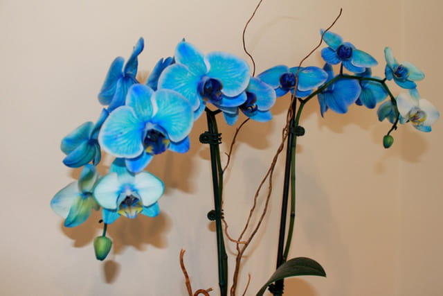 Orchidee bleu