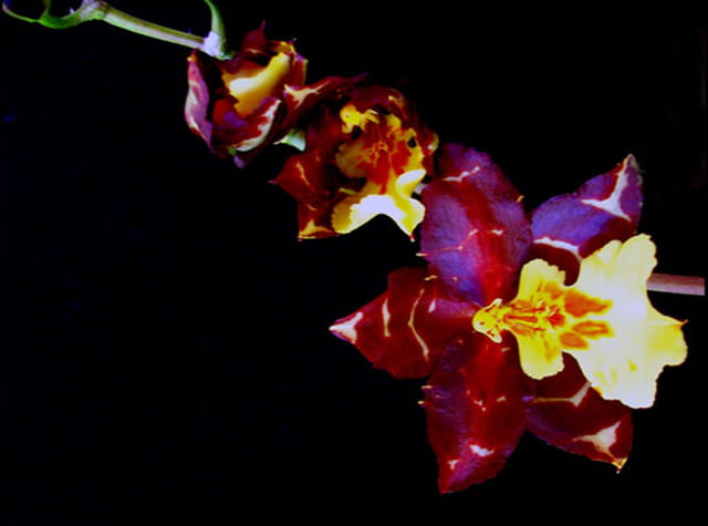 Orchidée en fleur 14 02 07