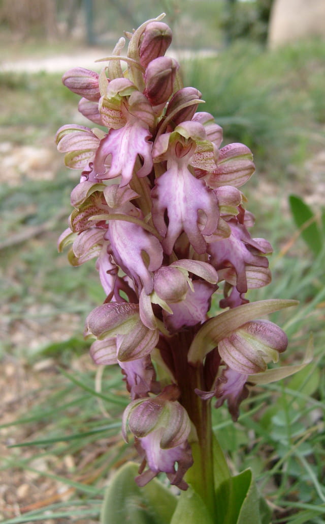 Photo Orchidée Sauvage orchid 233 e sauvage par hugues verley sur l internaute Photo Orchidée Sauvage orchid 233 e sauvage par hugues verley sur l internaute