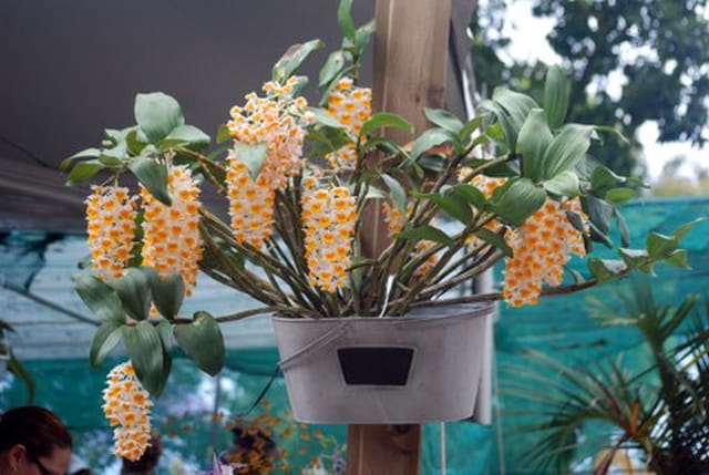 orchidées de La Réunion