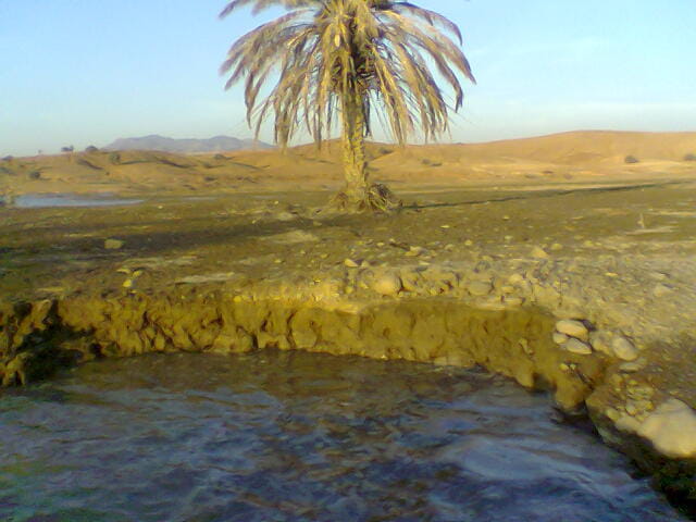 Palmier au nord de l'algerie