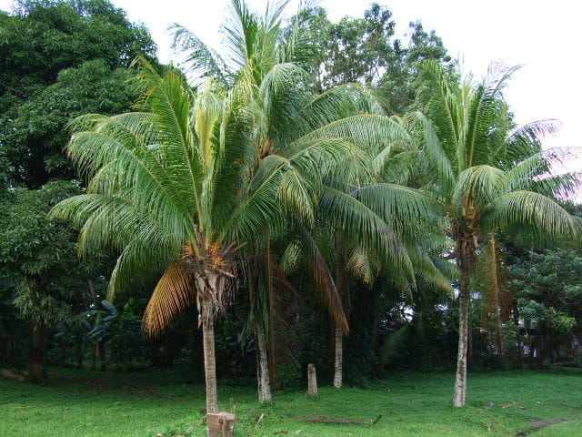 Palmiers au sein de Panama La Vieja Nov2007