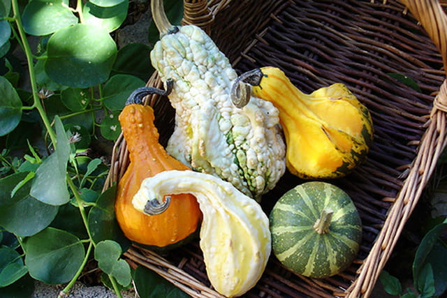 Panier de coloquintes