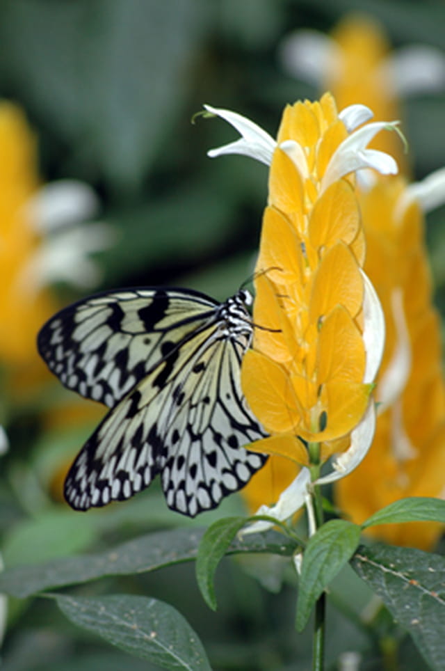 Papillon