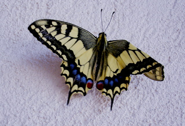 Papillon à l'aile pliée