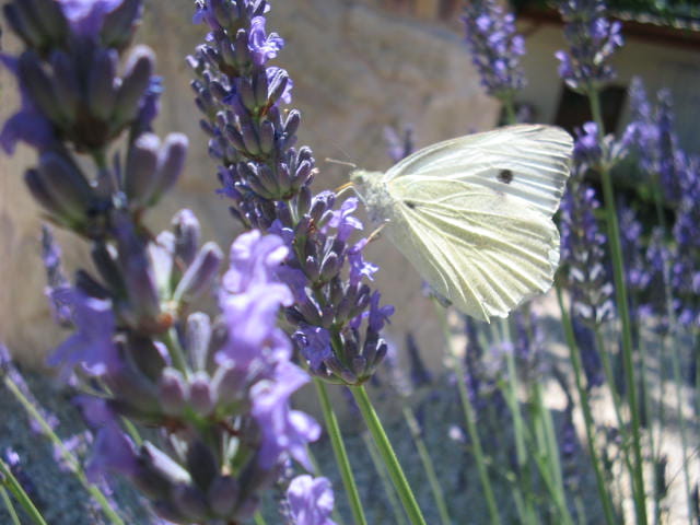 Papillon blanc