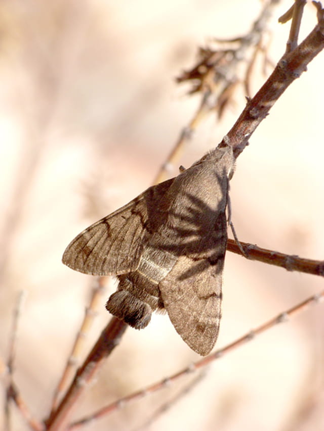 Papillon de nuit