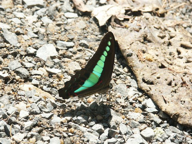 Papillon émeraude